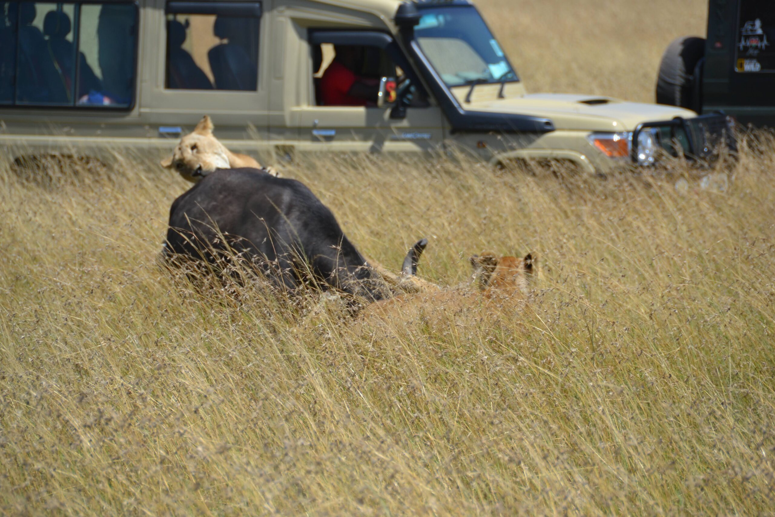 Tourists enjoying Nairobi National Park and Safari Walk